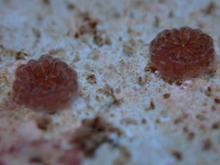 Baby rough cactus coral (Mycetophyllia ferox) is seen in a tank at the Florida Coral Rescue Center in this undated handout photo released by Seaworld.   Seaworld/Handout via REUTERS