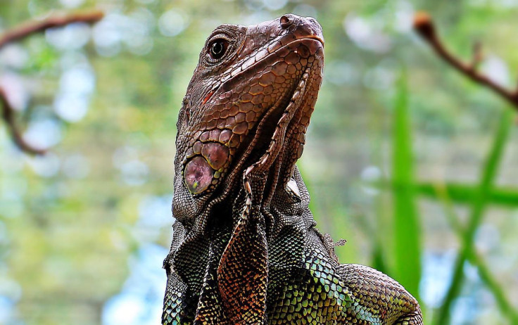 Iguana Reptile