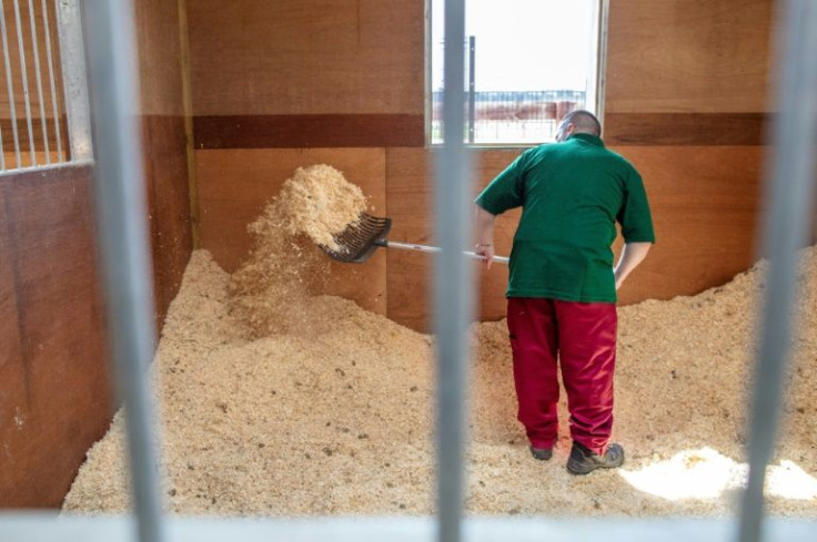 Inmates learn horse care skills such as grooming, stable management and first aid over a 12-week period