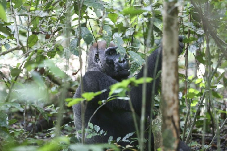 Public observation of Gabon's gorillas is resuming at Gabon's Loanga National Park after two years of closure due to Covid