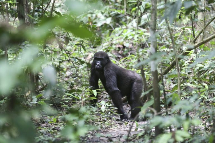 The western gorilla population is estimated at 360,000 individuals across six central African countries, about a quarter of them in Gabon