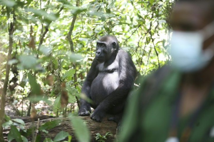 It takes years for humans to gain the gorillas' trust