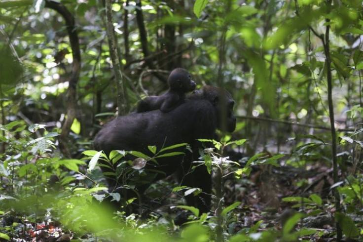 The park authorities are looking to Gabon's great apes to draw in tourists and help develop ecotourism