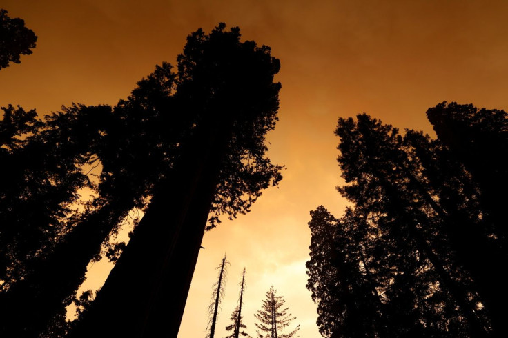 Smoke from a fire is seen through the trees of The Lost Grove in the Sequoia National Forest in California, U.S. September 17, 2021.