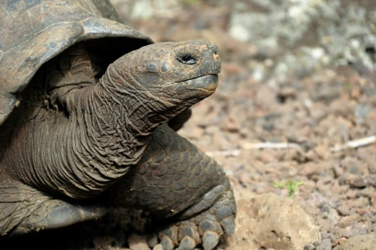 Handout picture released on march 10, 2022 by the Galapagos National Park showing a 'Chelonoidis chathamensis' turtle at the San Cristobal island, Galapagos islands, Ecuador on August 2, 2019