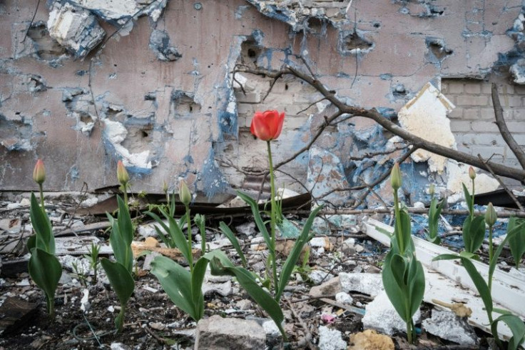 Tulips grow against a building hit by shelling in Rubizhne, eastern Ukraine