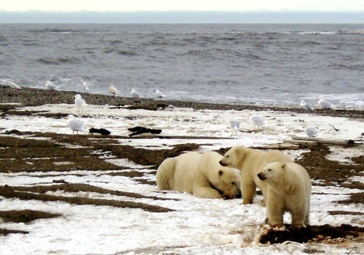 A polar bear sow and two cubs are seen on the Beaufort Sea coast within the 1002 Area of the Arctic National Wildlife Refuge in this undated handout photo provided by the U.S. Fish and Wildlife Service Alaska Image Library on December 21, 2005.  U.S. Fish