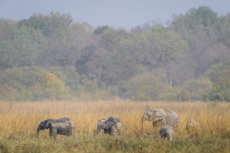 Elephants are pictured in the Pendjari National Park in northern Benin February 20, 2019. Picture taken February 20, 2019. Marcus Westberg-African Parks/Handout via REUTERS
