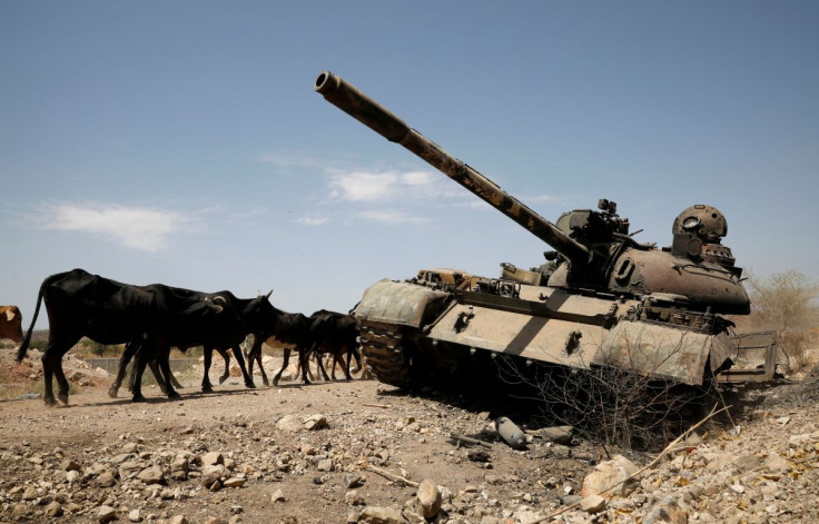 Cows walk past a tank damaged in fighting between Ethiopian government and Tigray forces, near the town of Humera, Ethiopia, March 3, 2021. Picture taken March 3, 2021