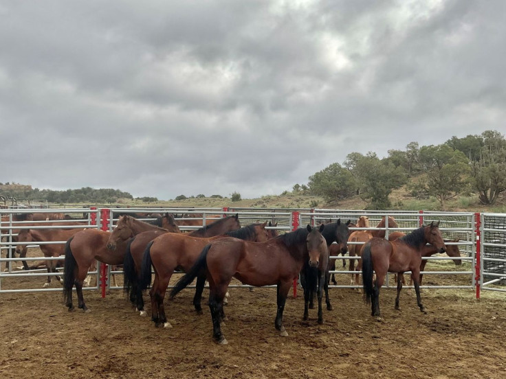 Wild horses stand in a holding area near the West Douglas Herd Area, 20 miles south of Rangely, Colorado, U.S., in this handout photo released in August 2021. Bureau of Land Management/Handout via REUTER/File Photo