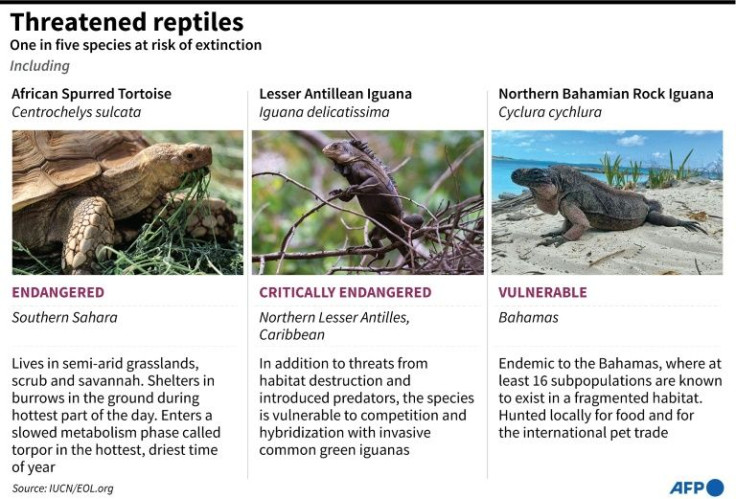 Gallery showing three species of reptiles threatened with extinction