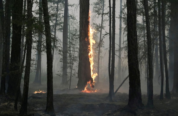 A tree burns during a wildfire near the village of Taastaakh in the region of Yakutia, Russia August 11, 2021. Picture taken August 11, 2021. 