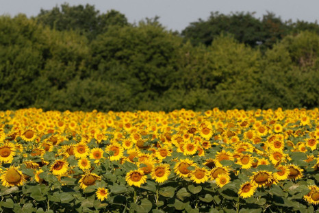 Sunflowers are seen on a field near the village of Grebeni, Ukraine, July 14, 2016.  