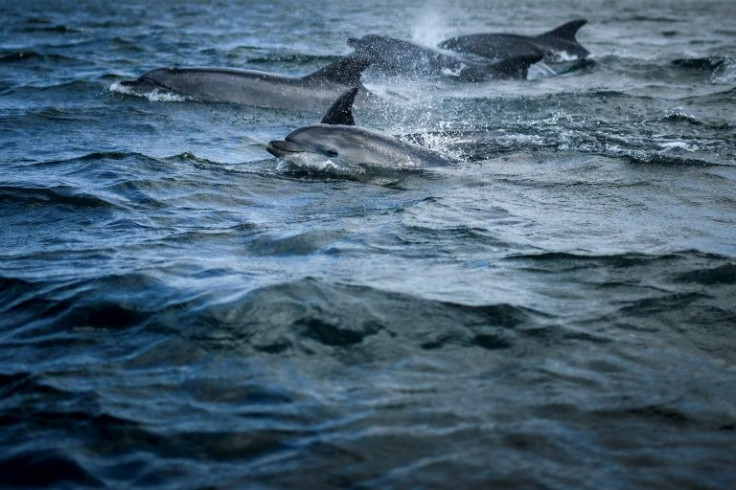 Under "business as usual" warming, marine ecosystems planetwide could experience a mass extinction comparable to that of the end-Permian extinction, known as the "Great Dying"