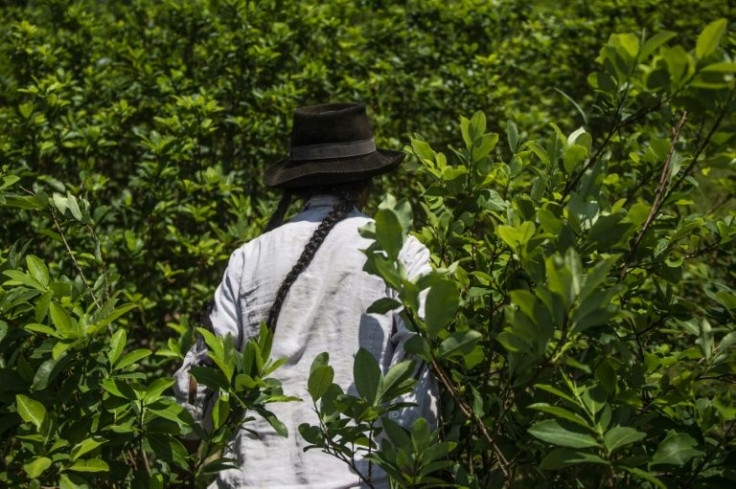 Peruvian authorities have announced a plan to buy illegally grown coca leafs in an attempt to combat drug trafficking