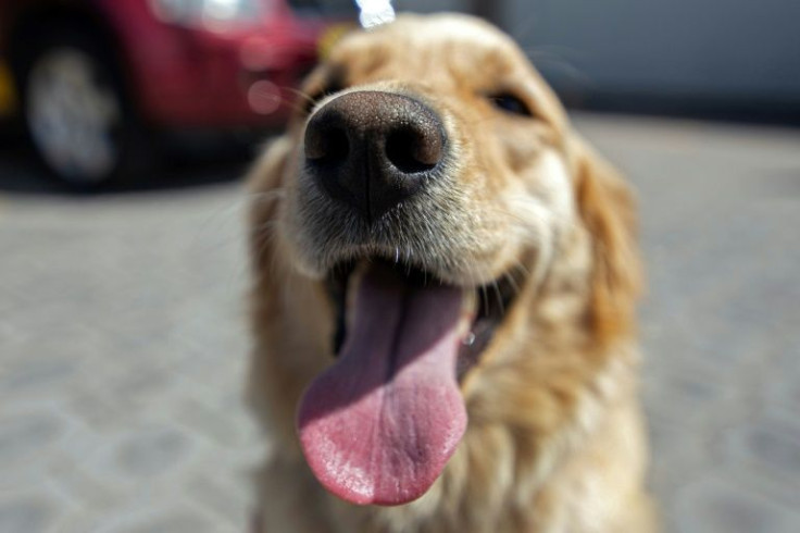 "What we found is that the defining criteria of a golden retriever are its physical characteristics -- the shape of its ears, the color and quality of its fur, its size -- not whether it is friendly," saud scientist Elinor Karlsson