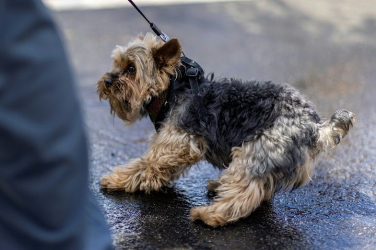 A dog cowers from holy water as Archbishop Jose Gomez blesses animals during the traditional Easter eve Blessing of the Animals in Los Angeles