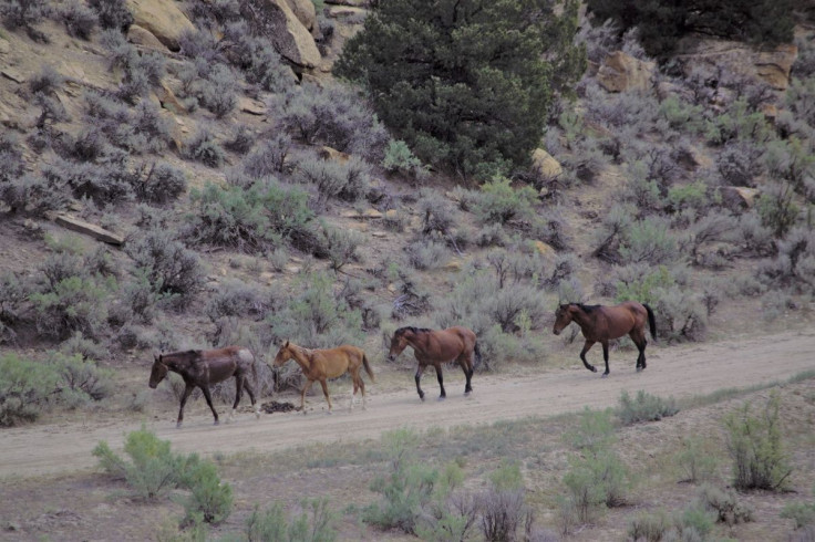Wild horses walk near the West Douglas Herd Area, 20 miles south of Rangely, Colorado, U.S., in this handout photo released in August 2021.  Bureau of Land Management/Handout via REUTERS  