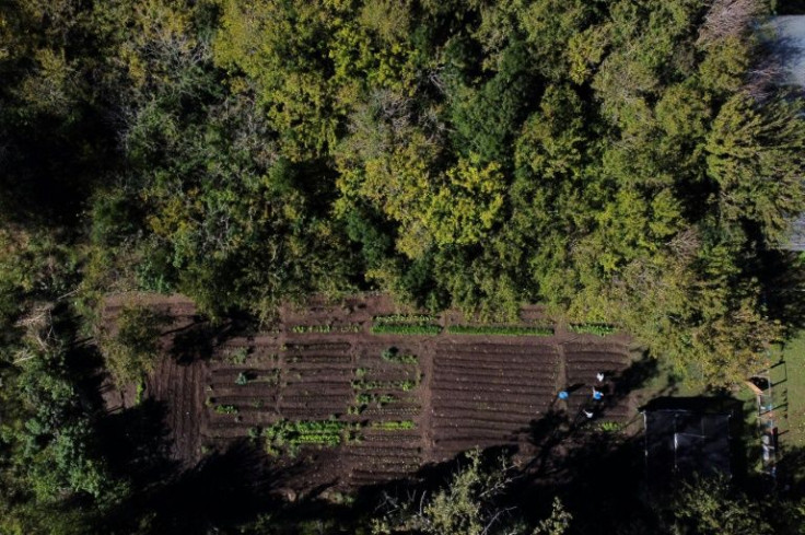 Community gardens augment state aid at Argentine soup kitchens