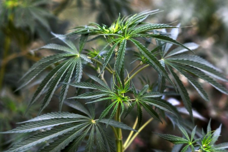 Nepal's Health Minister Birodh Khatiwada has advocated an end to the ban, and the government has also successfully lobbied the UN to reclassify the drug