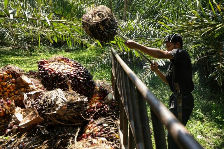 Indonesia's Palm Oil Export Ban Heats Up Vegetable Oil Market | IBTimes