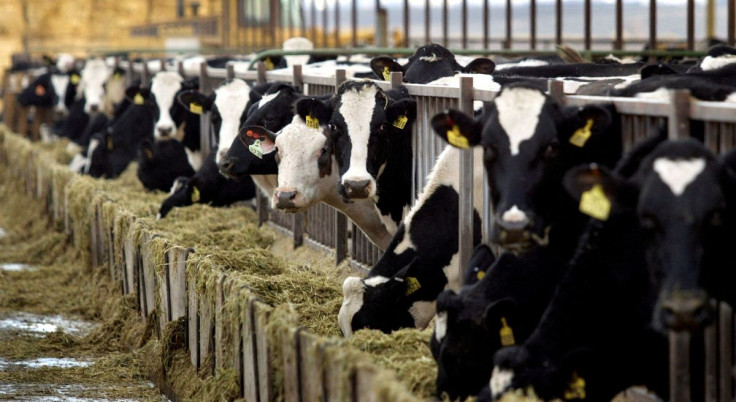 Healthy Holstein dairy cows feed at a farm in central Washington in this December, 24, 2003 photo.  