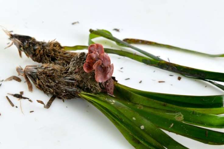 Growing at a depth of up to 50 meters (165 feet), seagrass provides critical shelter for fish