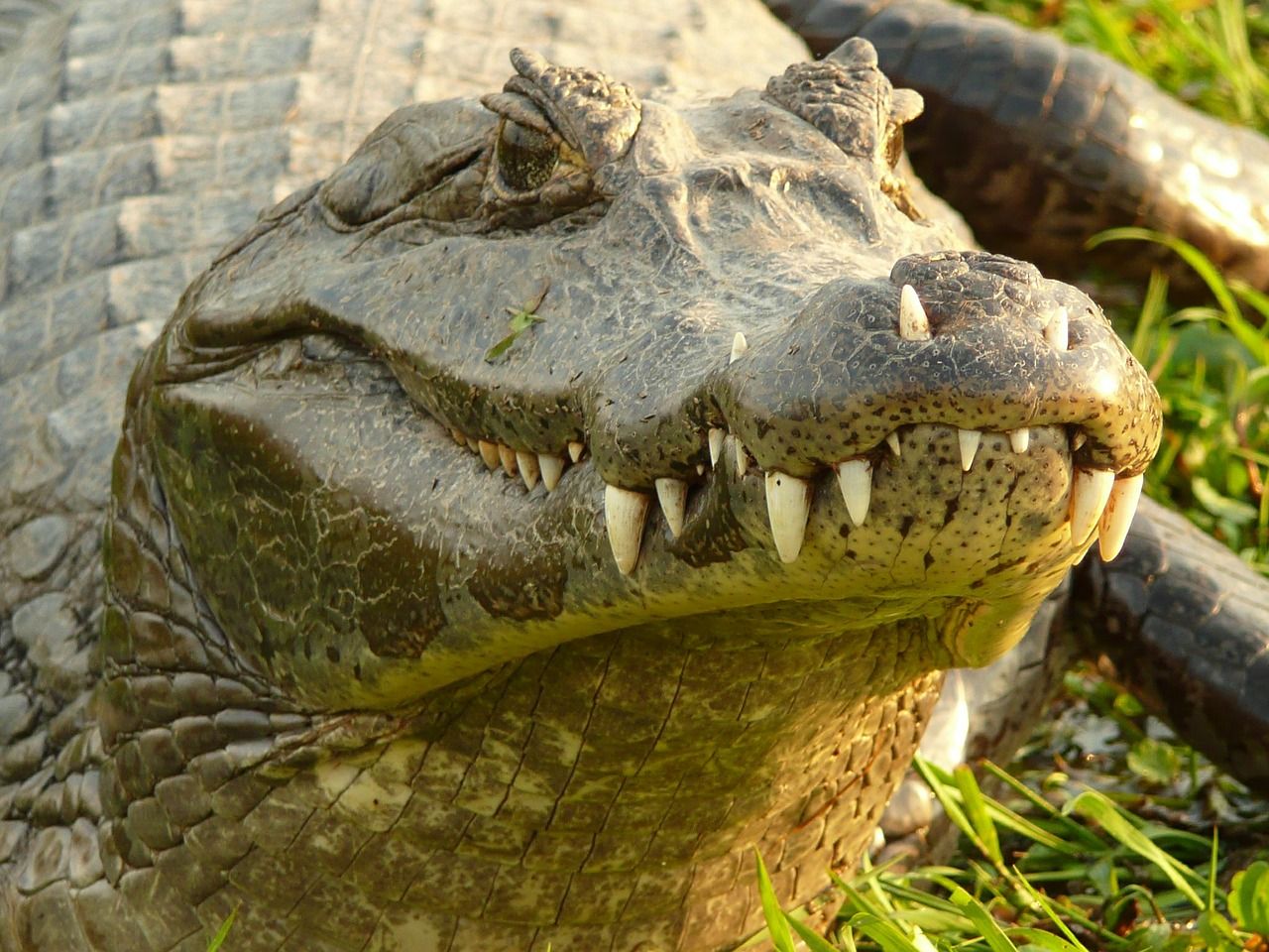 8-Foot Alligator Breaks Into Couple's Home, Helps Itself To Diet Coke ...