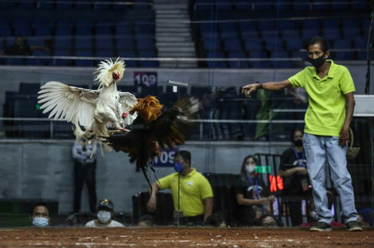 Cockfighting is a popular sport in the Philippines, but the Covid-19 pandemic forced the closure of traditional arenas