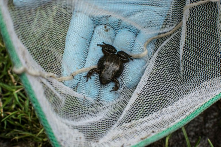 The Mucuchies' Frog breeds during the wet season, laying eggs onto leaf litter