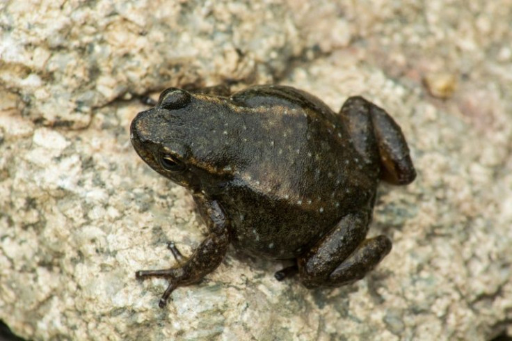 The Mucuchies' Frog is at risk of extinction