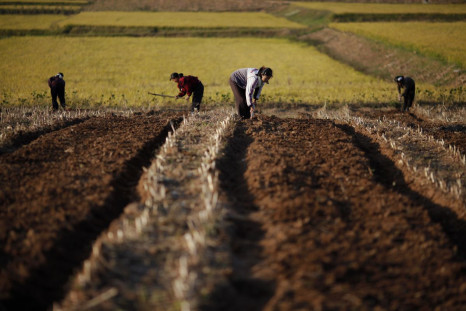 North Korean farmers work in a field of a collective farm in the South Hwanghae province, North Korea, September 30, 2011. 