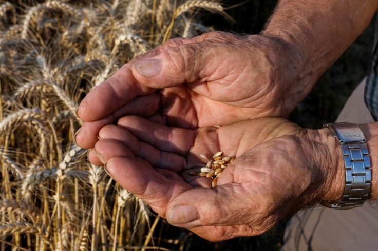 A French farmer displays grains of wheat as he harvests his field in Thun-L'Eveque, northern France, July 22, 2021.