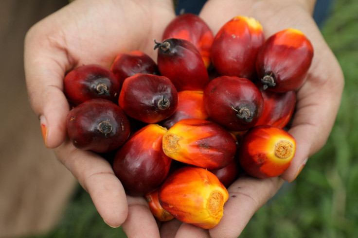 A Sime Darby Plantation worker shows palm oil fruits at a plantation in Pulau Carey, Malaysia, January 31, 2020. Picture taken January 31, 2020.