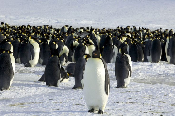 Emperor penguins are seen in Dumont d'Urville, Antarctica April 10, 2012. Counting emperor penguins in their icy Antarctic habitat was not easy until researchers used new technology to map the birds from space, and they received a pleasant penguin surpris