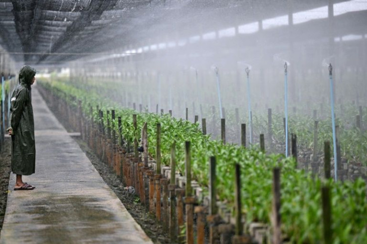 Covid-19 and Russia's invasion of Ukraine have sent the price of fertilisers and pesticides up, while freight costs to deliver the fresh-cut flowers have tripled in recent months