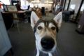 With pandemic work-from-home arrangements coming to an end, Nature the Husky, like many dogs in Canada, goes with his owner Bill Dicke to the office