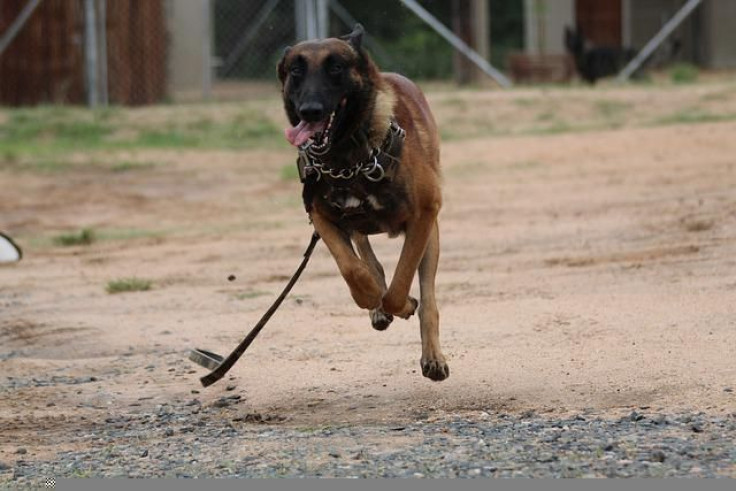 belgian-malinois-g40ae3e45b_640