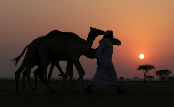 A camel herder walks near Adhen Village, Ras al Khaimah, United Arab Emirates July 16, 2019.