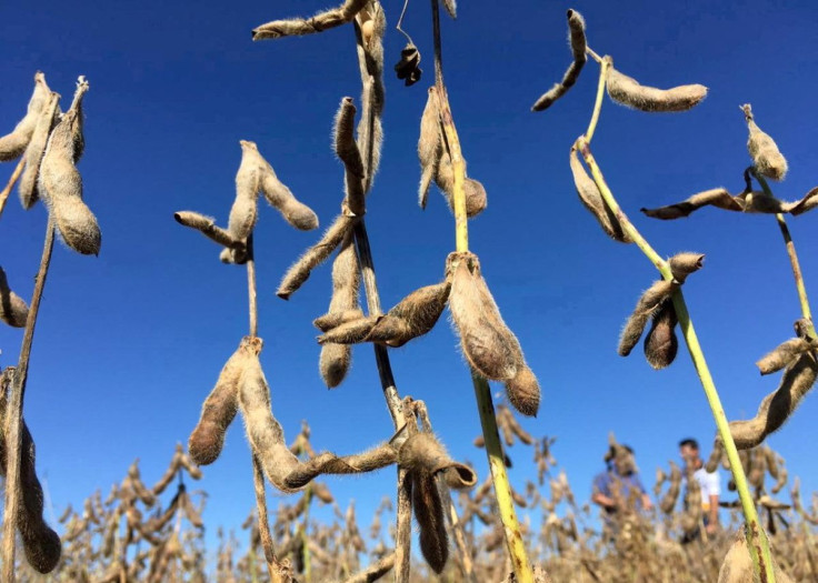 Soybean plantation is seen in Rio Verde, Goias state, Brazil January 31, 2019.