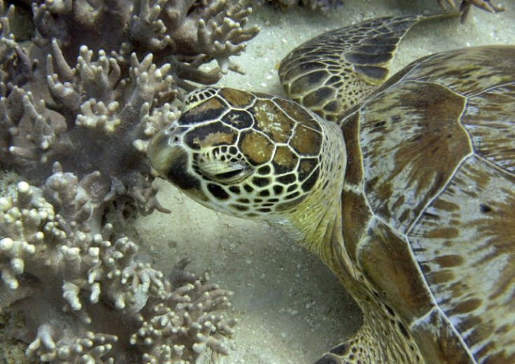 A prolonged summer heatwave in Australia left 91 percent of the Great Barrier Reef's coral damaged by bleaching, according to a new government monitoring report