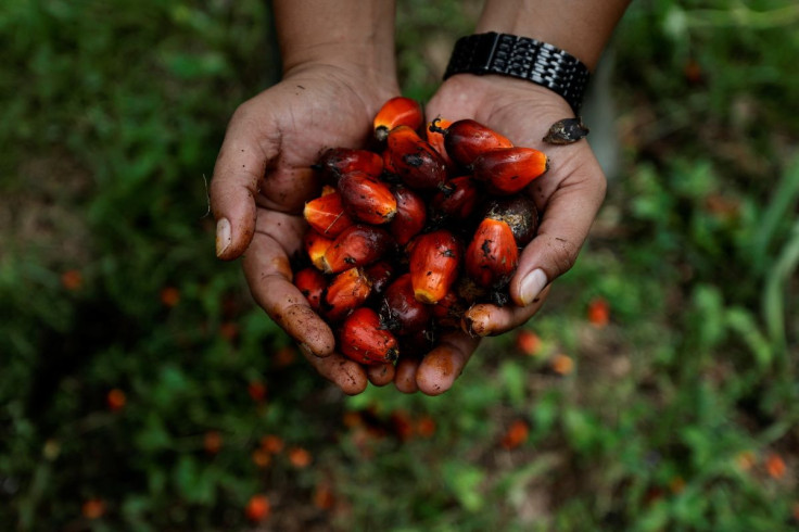 A worker shows palm oil fresh fruit bunches during harvest at a plantation, as Indonesia announced a ban on palm oil exports effective this week in Kampar regency, Riau province, Indonesia, April 26, 2022.