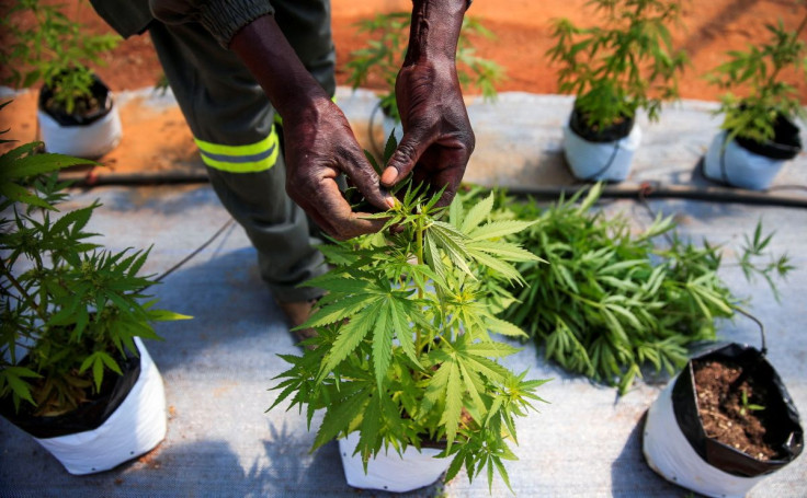 A worker inspects cannabis inside a green house in Bromley, a village in Mashonaland East province in Zimbabwe, April 22, 2022. Picture taken April 22, 2022.