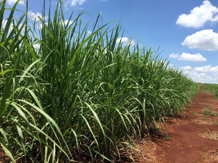 A sugarcane field in development stage is seen at a farm in Jacarezinho, Brazil January 1, 2019. 