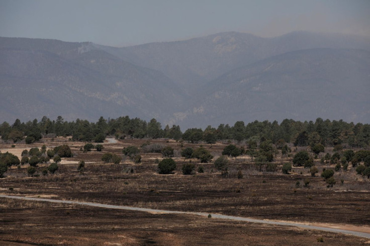 Burnt trees are seen during the Hermits Peak and Calf Canyon fire, outside of Las Vegas, New Mexico, U.S., May 11, 2022. 