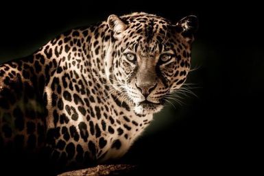 leopard-g6148b282f_640