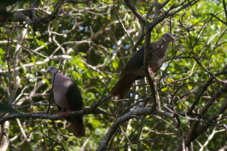 Pink Pigeon