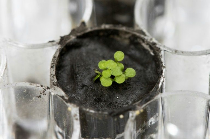 This University of Florida, Institute of Food and Agricultural Sciences (UF/IFAS) handout photo shows several Arabidopsis plants sprouting from lunar soil at a laboratory at the University of Florida in Gainesville on May 5, 2021.