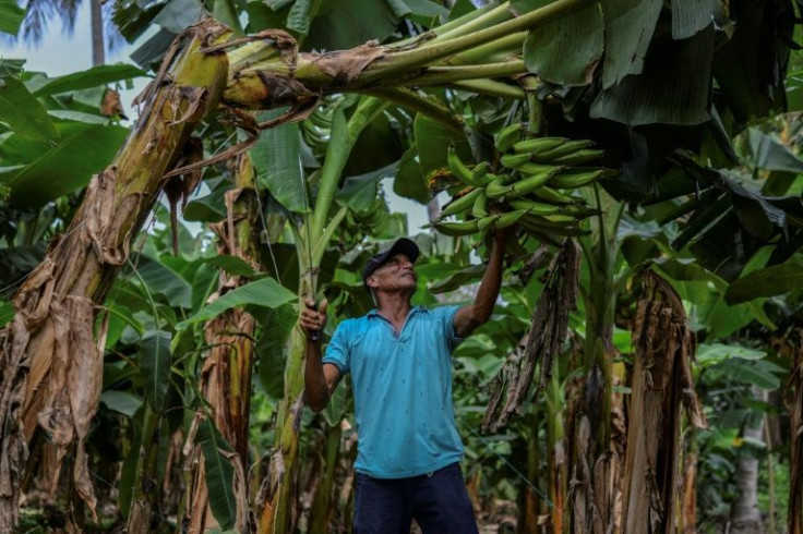 Pedro Fletes was 10 when his father took him to work on the banana plantations