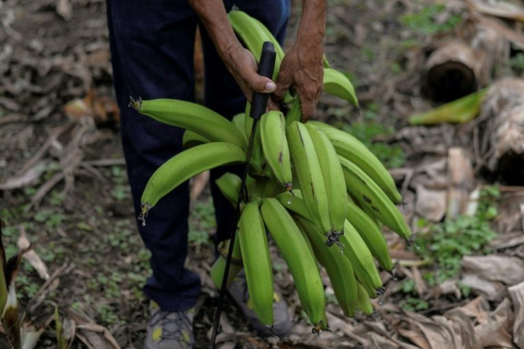 Plantation workers say they did not know the chemical was dangerous